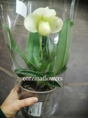 Пафиопедилум гибрид орхидея O346 от интернет магазина Корзина Цветов