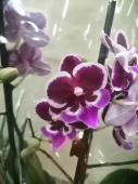 Фаленопсис биг лип гибрид орхидея О549 купить в Москве