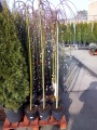 Декоративные деревья и кустарники купить в Москве