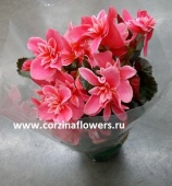 Бегония розовая Севика в горшке DZ10 от интернет магазина Корзина Цветов