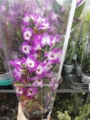 Орхидея Дендробиум Акатсуки пинк-вайт О176 от интернет магазина Корзина Цветов