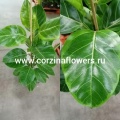 Декоративно-лиственные растения от интернет магазина Корзина Цветов