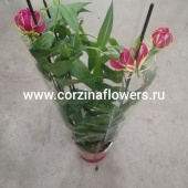 Глориоза Рутшильд (Ротшильда) 80-100 см DZ124 от интернет магазина Корзина Цветов