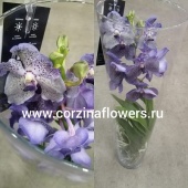 Орхидея Ванда голубая в стекле Мишель KM288 купить в Москве