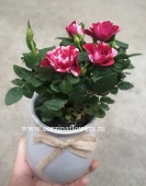 Роза Джи Джи в керамике подарочная KM231 от интернет магазина Корзина Цветов