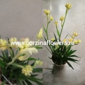 Анигозантус желтый, лапки кенгуру йеллоу DZ71 от интернет магазина Корзина Цветов