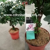 Азалия белая переплетеная DZ221 от интернет магазина Корзина Цветов
