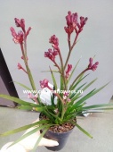 Анигозантус красный, лапки кенгуру красные DZ212 от интернет магазина Корзина Цветов