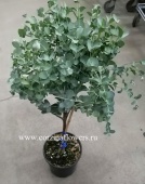 Эвкалипт деревце 50-60 см в горшке KR191 от интернет магазина Корзина Цветов