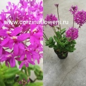 Орхидея Эпидендрум Центропеталум Пинк О161 от интернет магазина Корзина Цветов