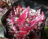 Бегония рекс серебристо-красная  KR782 от интернет магазина Корзина Цветов