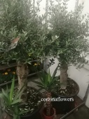 Оливковое дерево 160-180см KR1496 от интернет магазина Корзина Цветов