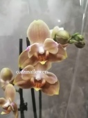 Фаленопсис пелорик орхидея О270 от интернет магазина Корзина Цветов