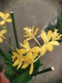 Эпидендрум Желтый орхидея О546 купить в Москве