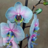 Орхидея Фаленопсис Роял Баблгам (крашенный) О1074 купить в Москве