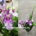 Орхидея Алисеара (Алицеара) от интернет магазина Корзина Цветов