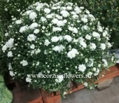 Хризантема шар белая 30-40 см в горшке OG42 купить в Москве
