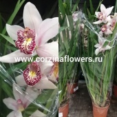 Орхидея Цимбидиум розовый 70-80 см О69 от интернет магазина Корзина Цветов