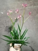 Анигозантус сиренево-бордовый в горшке DZ557 от интернет магазина Корзина Цветов