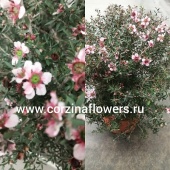 Лептоспермум розовый шар DZ259 от интернет магазина Корзина Цветов