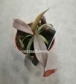 Непентес Сангуэния, хищные растения KR1426 от интернет магазина Корзина Цветов