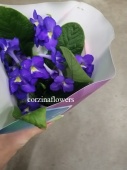 Стрептокарпус фиолетовый Февраль DZ443 от интернет магазина Корзина Цветов