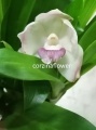 Прескотория орхидея от интернет магазина Корзина Цветов
