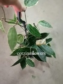 Хойя Макрофилла подвесная DZ498 от интернет магазина Корзина Цветов