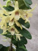 Дендробиум Стардаст желтый орхидея О244 от интернет магазина Корзина Цветов