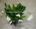 Орхидея Масдеваллия от интернет магазина Корзина Цветов