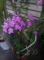 Орхидея Эпидендрум в горшке от интернет магазина Корзина Цветов