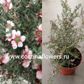 Лептоспермум розовый куст DZ258 от интернет магазина Корзина Цветов