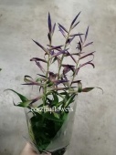 Тилландсия микс фиолетовая DZ346 от интернет магазина Корзина Цветов