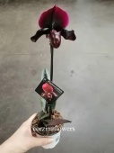 Пафиопедилум черный Блэк Джек орхидея O287 от интернет магазина Корзина Цветов