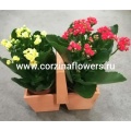 Композиции из комнатных цветов от интернет магазина Корзина Цветов