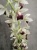 Орхидея Цимбидиум Каскад кремово-бордовый подвесной