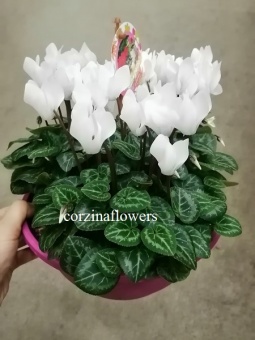 Цикламен белый подарочный 23 https://corzinaflowers.ru/catalog/komnatnye_rasteniya_i_tsvety/dekorativno_tsvetushchie_rasteniya/tsiklamen_alpiyskaya_fialka/4693/