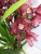 Орхидея Цимбидиум Бордо О1013 https://corzinaflowers.ru/catalog/komnatnye_rasteniya_i_tsvety/orkhidei_komnatnye/orkhideya_tsimbidium_korol_orkhidey/10391/