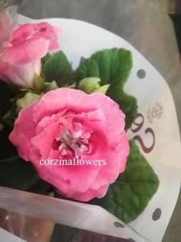 Глоксиния розовая махровая растение 12