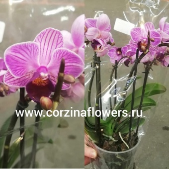 Орхидея Фаленопсис Букет Дилайт 12 3-5 ст  https://corzinaflowers.ru/catalog/komnatnye_rasteniya_i_tsvety/1726/