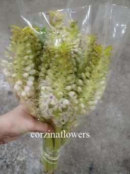 Эукомис Килиманжаро срезка https://corzinaflowers.ru/catalog/bukety_iz_tsvetov_fruktov_ovoshchey_i_dr/srezannye_tsvety/eukomis_ananasnaya_liliya_srezka/5037/
