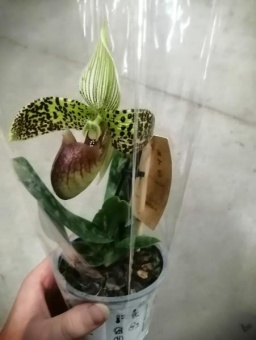 Пафиопедилум низкорослый орхидея 9 см