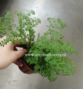 Пилея мелколистная 12 https://corzinaflowers.ru/catalog/komnatnye_rasteniya_i_tsvety/3033/