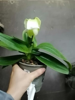 Орхидея Пафиопедилум гибрид 346 12см
