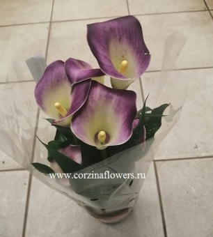 Калла фиолетово-желтая в горшке DZ175 https://corzinaflowers.ru/catalog/komnatnye_rasteniya_i_tsvety/1237/