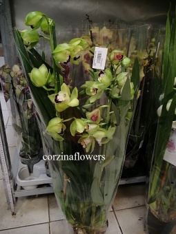 Цимбидиум зелено-бордовый  14 см https://corzinaflowers.ru/catalog/komnatnye_rasteniya_i_tsvety/orkhidei_komnatnye/orkhideya_tsimbidium_korol_orkhidey/5958/