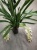 Орхидея Цимбидиум Каскад кремово-бордовый подвесной