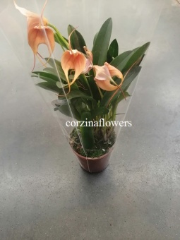 Масдеваллия оранжевая Аквариус орхидея 9