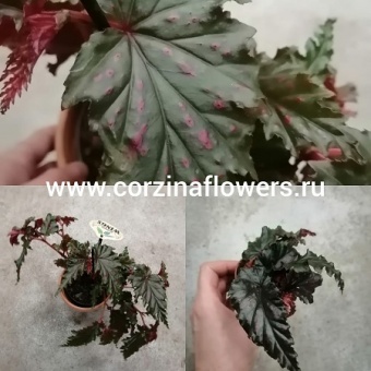 Бегония Серратипетала в керамике 13 и 5 https://corzinaflowers.ru/catalog/komnatnye_rasteniya_i_tsvety/1431/
