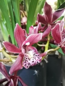  Орхидея Цимбидиум Каскад Бордовый 2-3 цв подвесной